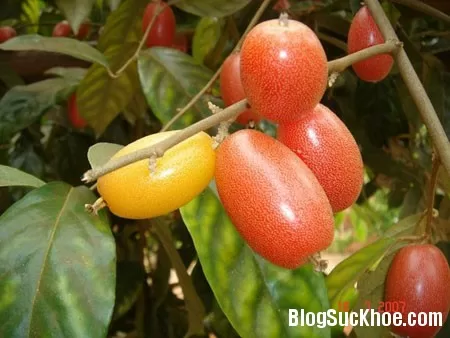 Quả nhót làm thuốc