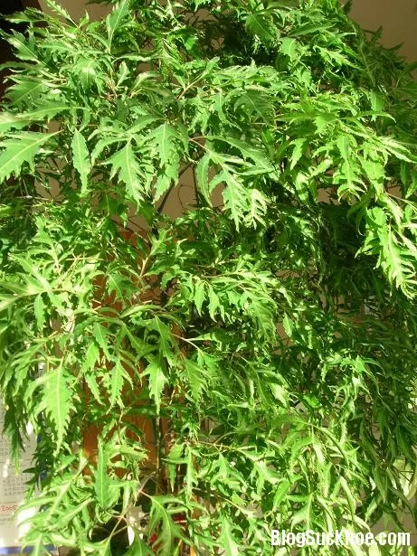 Bài thuốc quý hơn vàng từ cây đinh lăng