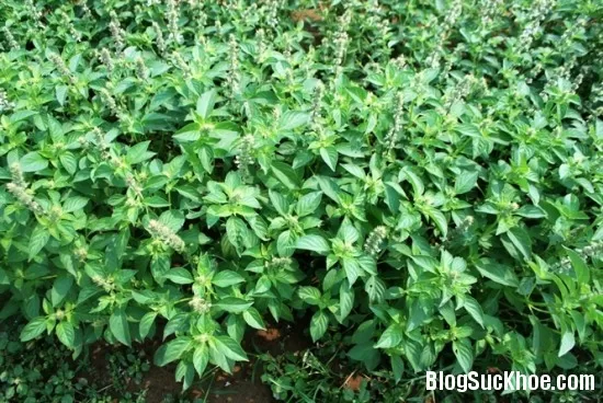Một số vị thuốc từ cây é