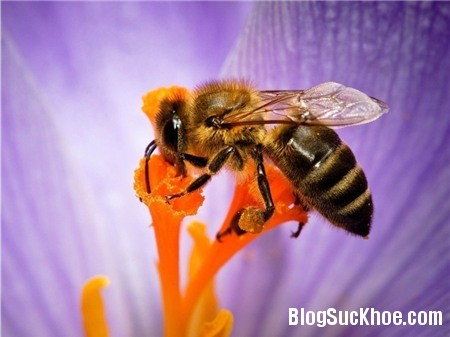 a314 Nọc ong có thể chữa bệnh HIV