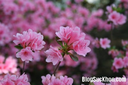 do quyen 6 loại hoa ngày Tết gây ảnh hưởng đến sức khỏe của bạn
