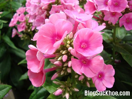 truc dao 6 loại hoa ngày Tết gây ảnh hưởng đến sức khỏe của bạn