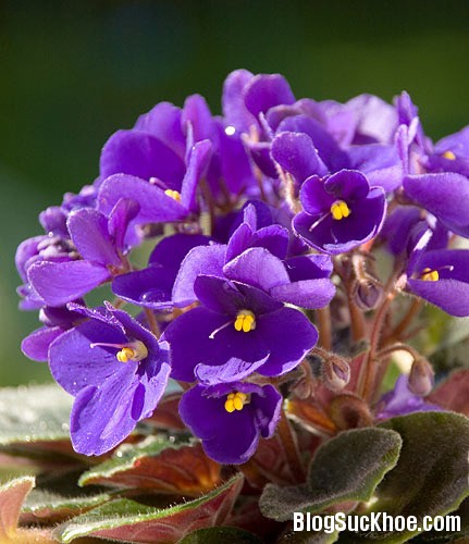 violet Tác dụng trị mụn từ hoa