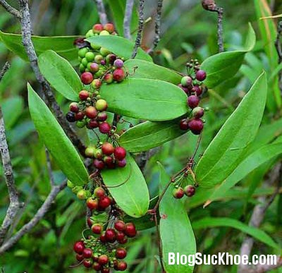 khuc khac Bài thuốc chữa viêm da, tê thấp từ cây khúc khắc