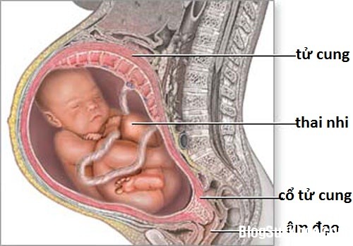 1 Những bệnh thường gặp ở tử cung