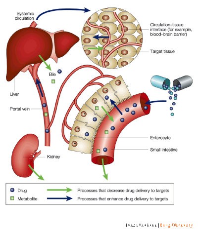thuoc6 Quá trình chuyển hóa thuốc ở gan