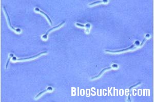 nam2 Nấm Candida sinh dục   Bệnh có thể phòng