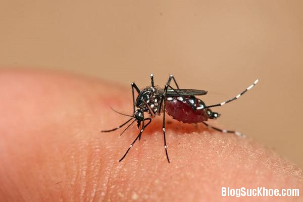Nhấn vào ảnh để phóng to 193 Phòng ngừa bệnh sốt xuất huyết