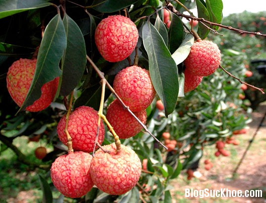 118 Loại trái cây mùa hè ăn nhiều gây hại sức khỏe
