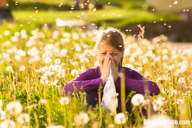 144 Dị ứng phấn hoa và cách phòng ngừa
