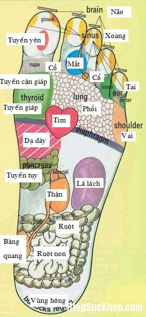 199 Phương pháp massage bàn chân giúp chữa bệnh