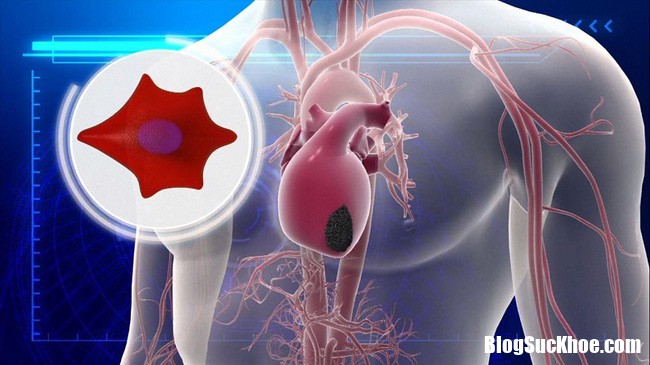 1508 life protein heart 1502834801908 Phát hiện loại protein có thể giúp điều trị tổn thương tim và tăng lưu lượng máu cho tim