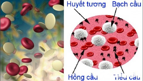 bdc06fd1 664c 4df7 b709 53fc27c177ae Giảm tiểu cầu nguyên nhân do đâu ?