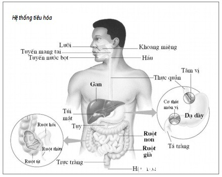 212343454 Mất cân bằng vi khuẩn đường ruột có nguy hiểm không ?