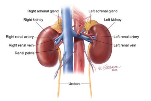 benh viem cau than nguy hiem nhu the nao 1 92057870 Những tác hại nguy hiểm do bệnh viêm cầu thận gây ra