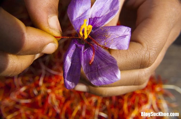 hoa nghe tay Nhụy hoa nghệ tây đem lại hi vọng cho người bệnh Alzheimer