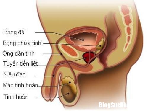 ung thu tinh hoan 5952 1510717983 Cách tự kiểm tra để phát hiện sớm ung thư tinh hoàn