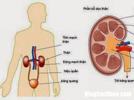 bien chung nguy hiem cua viem cau than Bệnh viêm cầu thận có nguy hiểm không ?