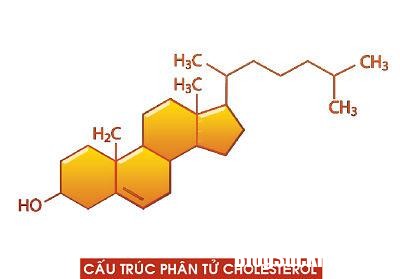 cau truc 191642910 Những điều bạn cần biết về cholesterol