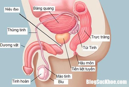 tien liet tuyen 4006 149905384 7063 7102 1500600612 Những triệu chứng của bệnh ung thư tuyến tiền liệt