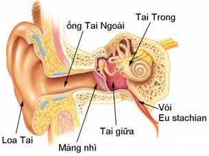 11 viem tai giua Xử trí viêm tai giữa ở trẻ và những sai lầm thường mắc phải