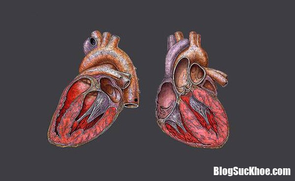 Tim310118s 20180130140850 Nguyên nhân chính của bệnh cơ tim là do di truyền