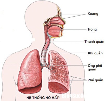 benh duong ho hap mua lanh2 Nên làm gì để phòng viêm hô hấp mùa lạnh?