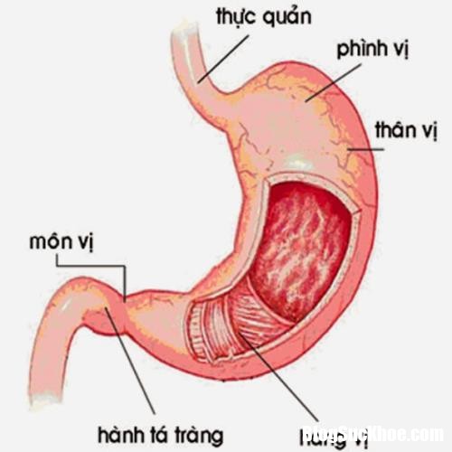 viem xung huyet hang vi da day la gi 1013 2 11254614 Tìm hiểu về cái tên xung huyết dạ dày