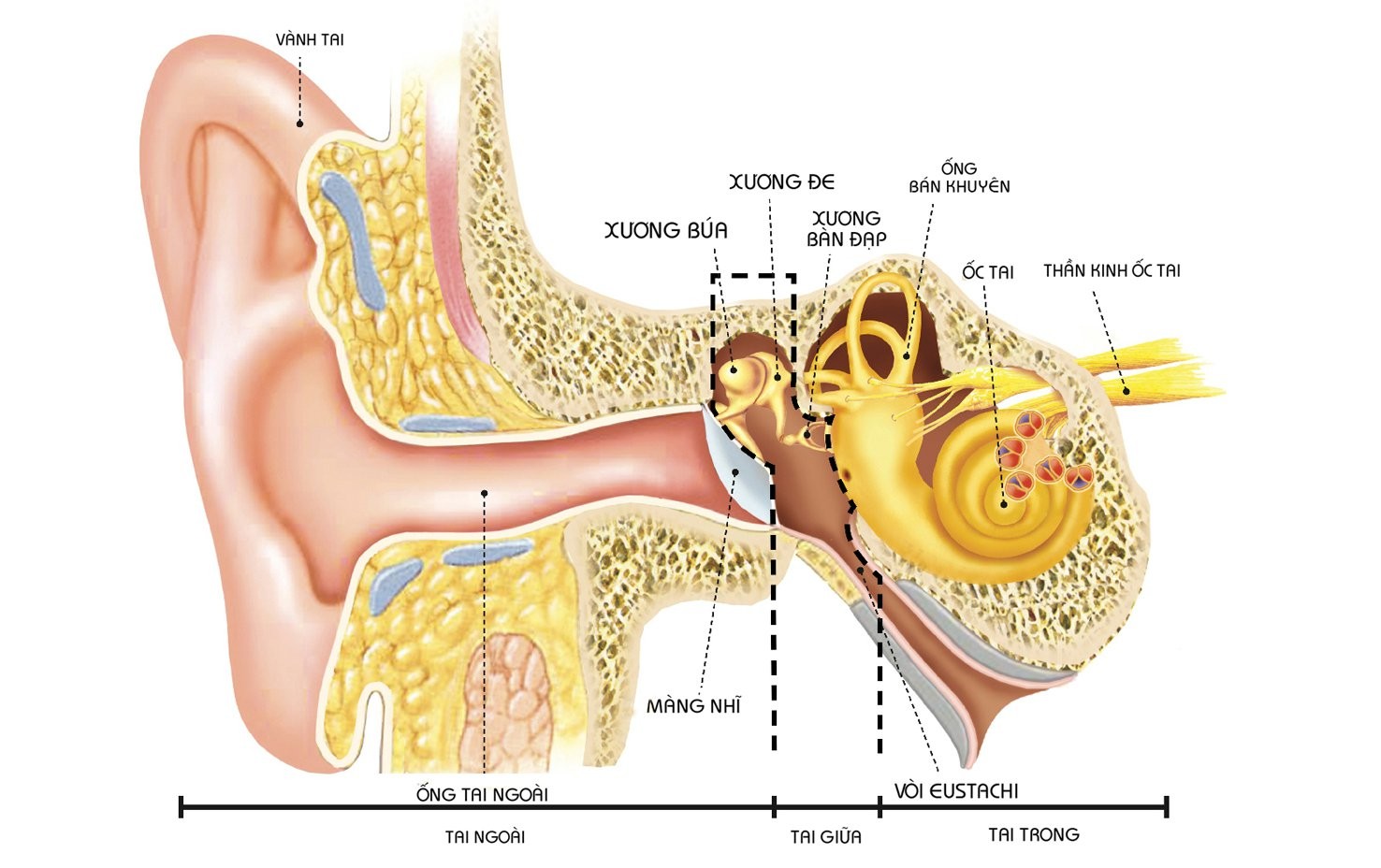 20161202 075401 037143 vicare.vn vien tai .max 1800x1800 Viêm tai giữa mạn tính   Nguyên nhân và cách điều trị