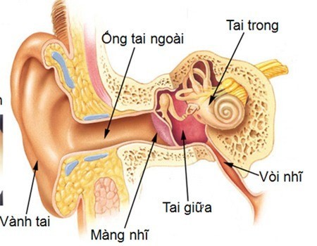 nhan biet benh viem tai ngoai 1.png Những triệu chứng nhận biết bệnh viêm tai ngoài