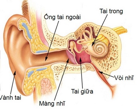 2 resize Cẩn thận chứng viêm tai khi thường xuyên bơi lội