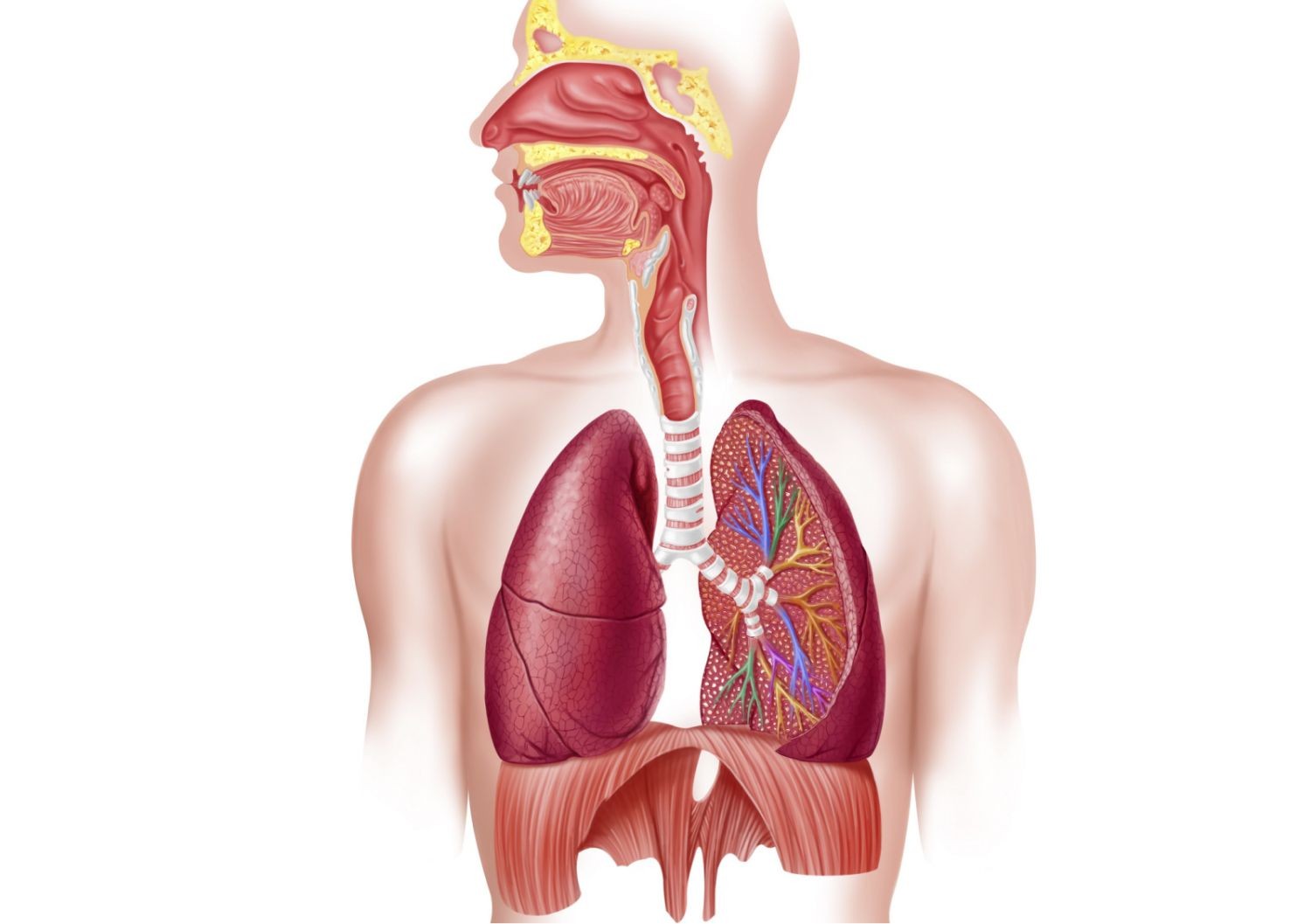 respiratory system 578d72f73df78c09e96906ff Bệnh phù phổi cấp là gì ?