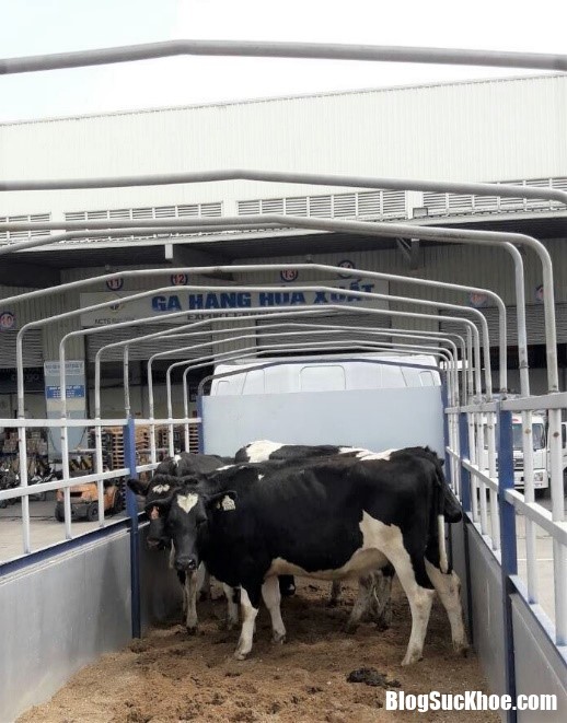 image001 2 Vinamilk nhập trực tiếp 200 con bò sữa A2 từ New Zealand bằng máy bay