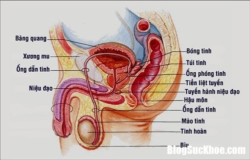 ung thu tinh hoan nhung dieu ban can biet 343434 Ung thư tinh hoàn và những điều bạn cần lưu ý