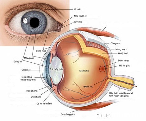 huong dan su dung thuoc nho mat dung cach Bảo vệ mắt khỏi các dịch bệnh mùa hè nhờ sử dụng thuốc nhỏ mắt đúng cách