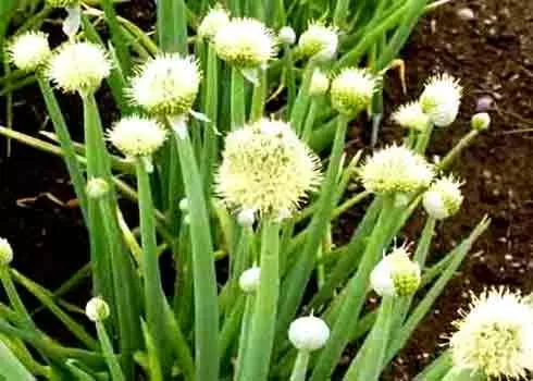 Hành hoa - Công dụng tán hàn và hoạt huyết