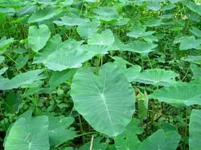Củ ráy - trị đau nhức xương và mụn nhọt rất hiệu quả