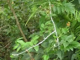 Cây quả mâm xôi có công dụng giải cảm tuyệt vời