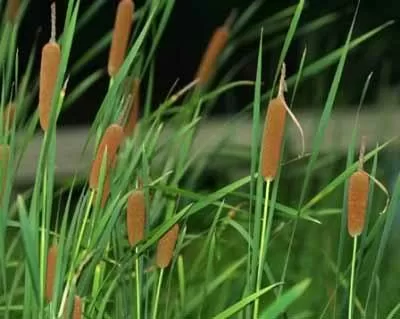 Cỏ nến - loài cây hoang dại có tác dụng cầm máu, tiêu viêm