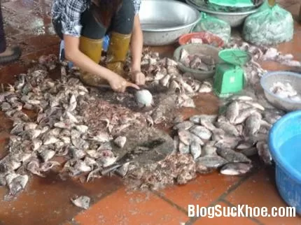 Chả cá 'bẩn" - nguy cơ ngộ độc cao