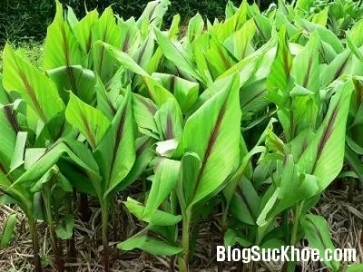 Công dụng chữa bệnh của nghệ đen