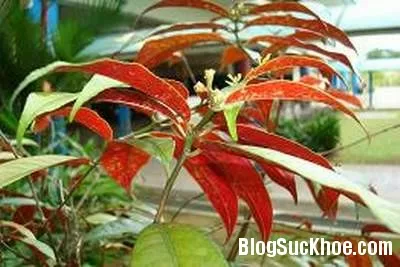 Đơn lá đỏ, đơn tướng quân, đơn rau má trị mụn nhọt