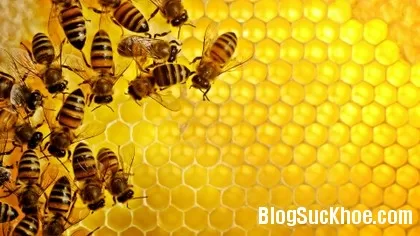 Chữa bệnh với mật ong nguyên chất