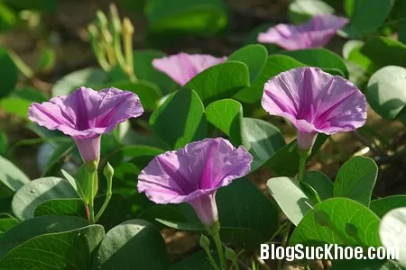 Chữa bệnh với rau muống biển