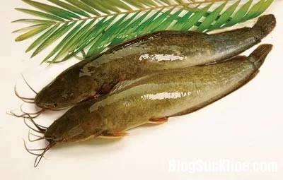 Cá trê bổ khí huyết, chữa đau lưng, mỏi gối