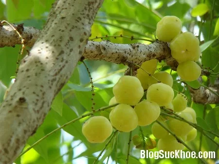 Thực phẩm cần tránh khi bị loét dạ dày