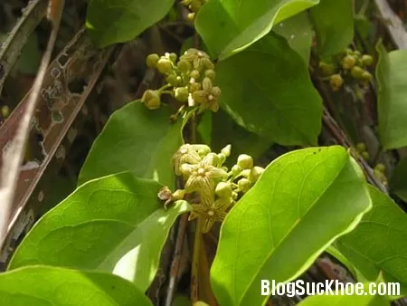 Tóc đen nhánh với hà thủ ô
