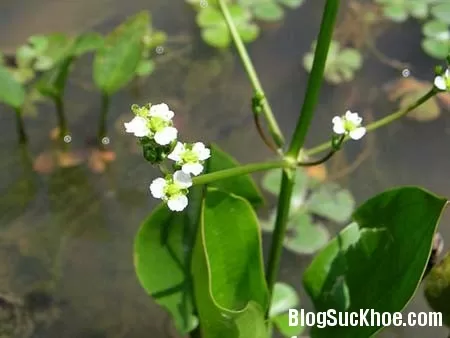 Công dụng chữa bệnh của hẹ nước