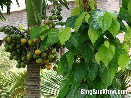 Lá trầu không - chữa bệnh phụ khoa