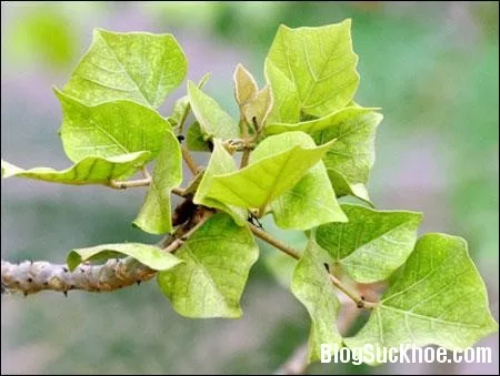Lá vông nem chữa khó ngủ, nhức đầu